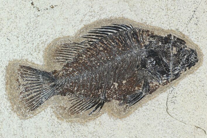 Bargain, Fossil Fish (Cockerellites) - Green River Formation #129626